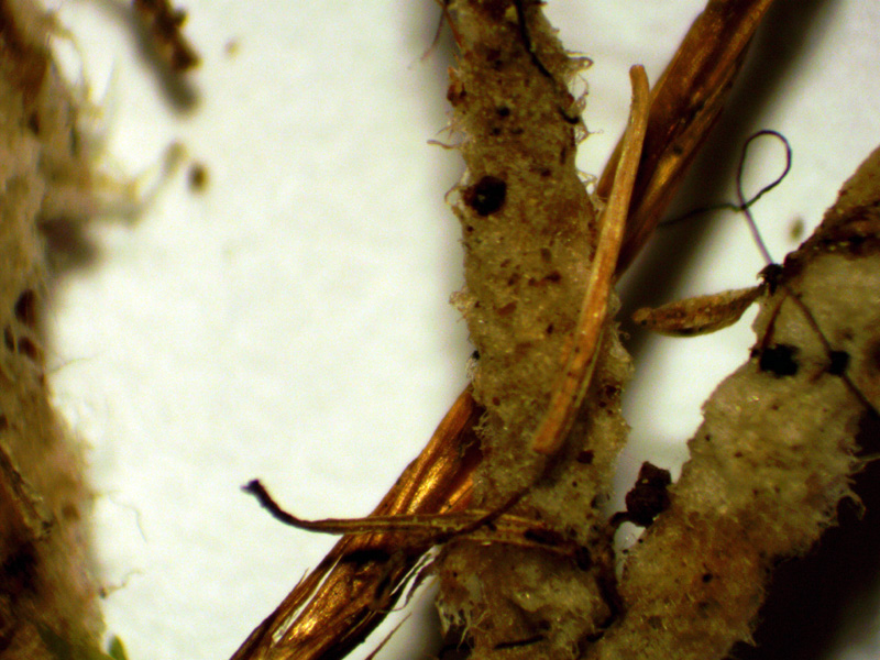 Polytrichum strictum